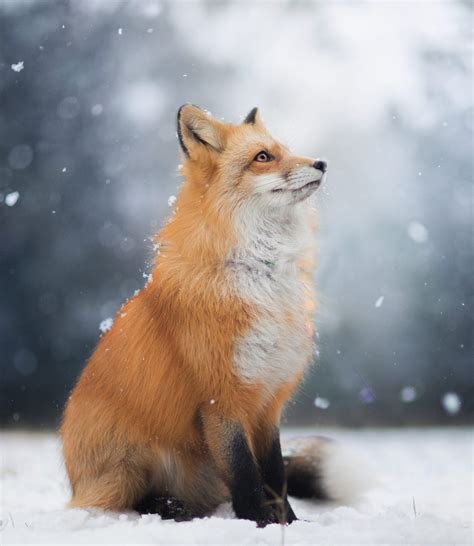 Snow Fox Red Foxes Photo 40338755 Fanpop
