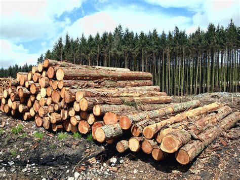 timber harvesting east texas atlanta tyler tx timberline forestry