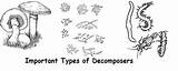 Decomposers Worksheet Wizer Three Bacteria sketch template