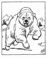 Oso Osos Grizzly sketch template