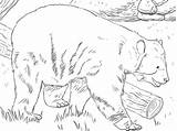 Oso Anteojos Colorear Bear Spectacled Andean Osos Facil Supercoloring Tegninger Lama Categorías sketch template