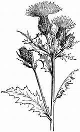 Cirsium Thistle Drawings Drawing Flower Clipart Tattoo Etc Botanical Muticum Distel Thistles Virginia Usf Edu Zeichnung Line Sketches West Blumen sketch template