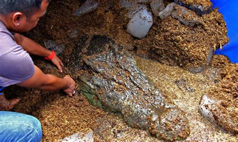 world s largest captive crocodile dies in philippines world news