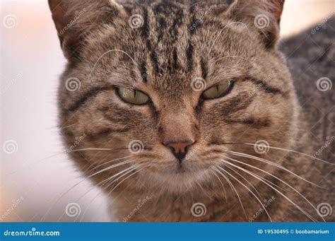 cat domestic stock image image  green focus male