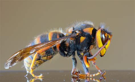 murder hornets  sting   kill   washington  columbian