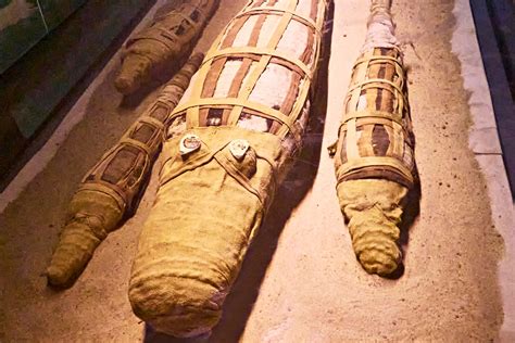 Crocodile Mummy Museum In Kom Ombo Uncover 5 Astonishing Secrets