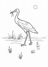 Stork Heron Cicogna Kolorowanka Fliegen Anguria Bocian Colorkid sketch template