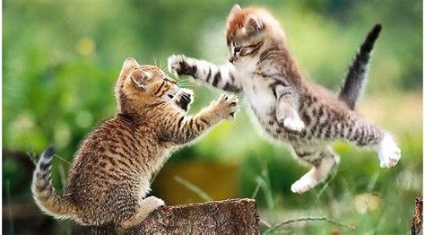 attack kitten life  cats