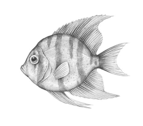 inspiration art drawing fish