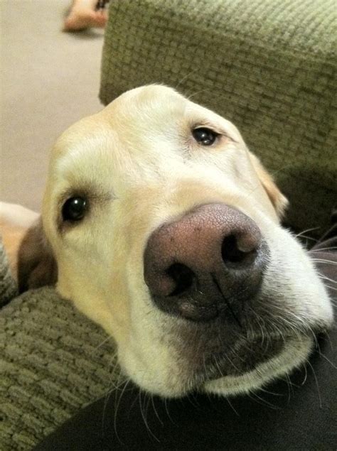 1000 Images About Yellow Labrador Great Dane On Pinterest