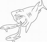 Megalodon Whales Sharks Gcssi sketch template
