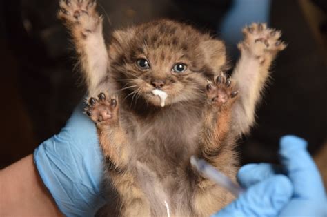 Feline Fine Adorable Pallas’s Cat Kittens Introduced To The World