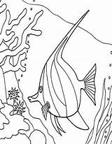 Coloring Coral Fish Reefs Angel Pages Between Snake Reef Printable Getdrawings Getcolorings sketch template
