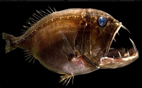 international fishing news video scary  strange deep sea creatures