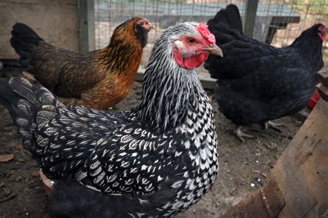 lacey  silver laced wyandotte backyard chickens learn   raise chickens