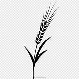 Barley Svg Drawing Clipart Leaf Grasses Coloring Book Vector Monochrome Branch Pngwing Designlooter Drawings Clipground 08kb 200px sketch template