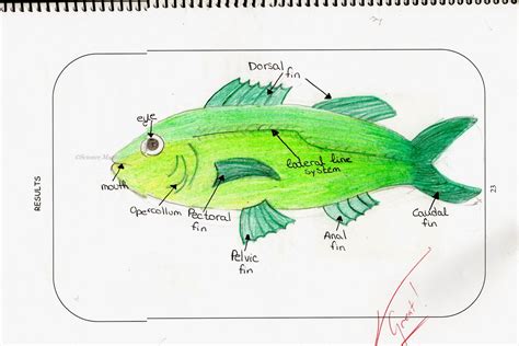 science magazine studying  anatomy   fish  drawing