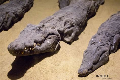 The Crocodile Museum In Kom Ombo Inside Egypt