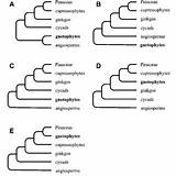 Gymnosperms Evolution Biogeography sketch template