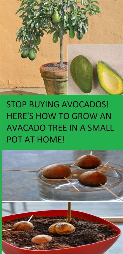 Article About Growing Avocados