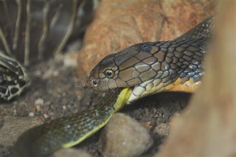 king cobra eating rat snake stock image image  snake reptile