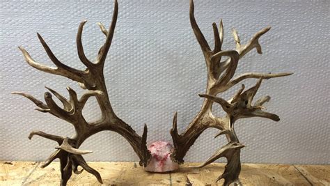 potential world record deer antlers   worth