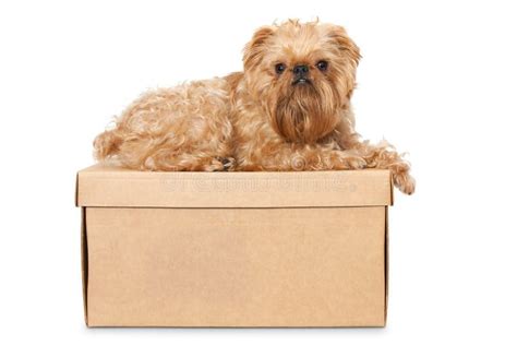 dog  cardboard box stock image image  transportation