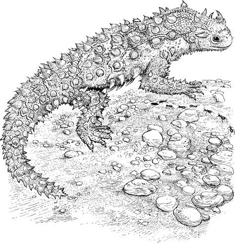 printable lizard coloring pages printable templates
