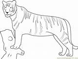 Tigris Panthera Coloringpages101 sketch template