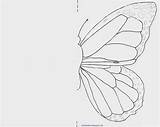 Symmetry Butterfly Kids Copy Other Butterflies sketch template