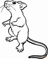 Rat Coloring Mouse Pages Drawing Printable Mice Cute Standing Color Rats Kids Sketch Outline Animal Clipart Animals Drawings Sheets Illustration sketch template