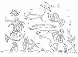 Marine Coloring Pages Seabed Life Coloringtop sketch template