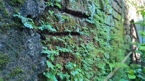 wall   house overgrown  grass  moss stock image image