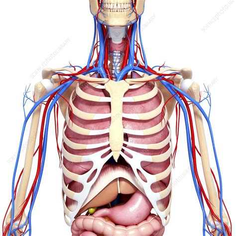 upper body anatomy artwork stock image  science photo