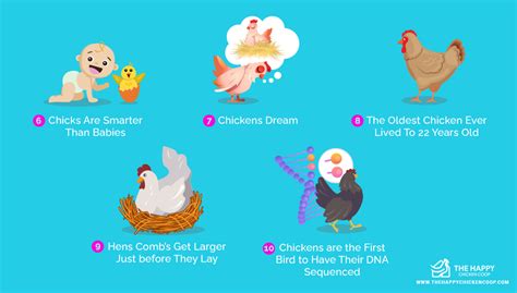 50 Fun Facts About Chickens 2024 S Most Surprising Listicle