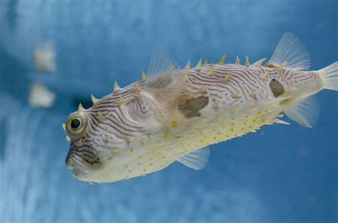 itap    puffed pufferfish itookapicture