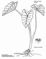 Colocasia Tropical Esculenta Taro Jardin Ifas sketch template