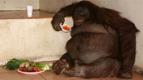 britain s fattest orangutan oshine loses 25kg on diet bbc news