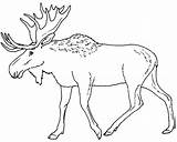 Moose Coloring Pages Eland Print Elk Color Printable Animal Caribou Head Drawing Animals Sheet Kids Colouring Canada Outline Line Sheets sketch template