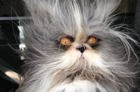 this cat is having a crazier hair day than you and he s scarily adorable