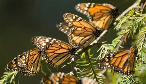 Escápate A Ver A Las Mariposas Monarca Chilango