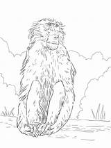 Baboon sketch template