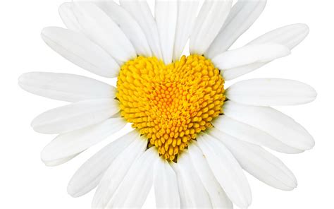 love valentines day yellow white daisy artistic heart hd