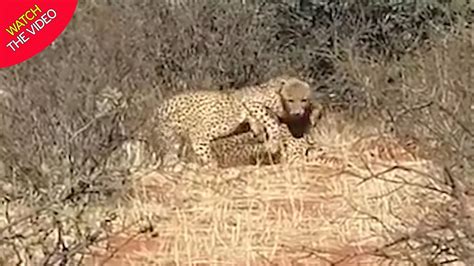 cheetahs spotted having a threesome at south africa wildlife reserve