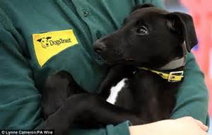 puppies  dogs trust manchester named  golden globes nominees daily mail