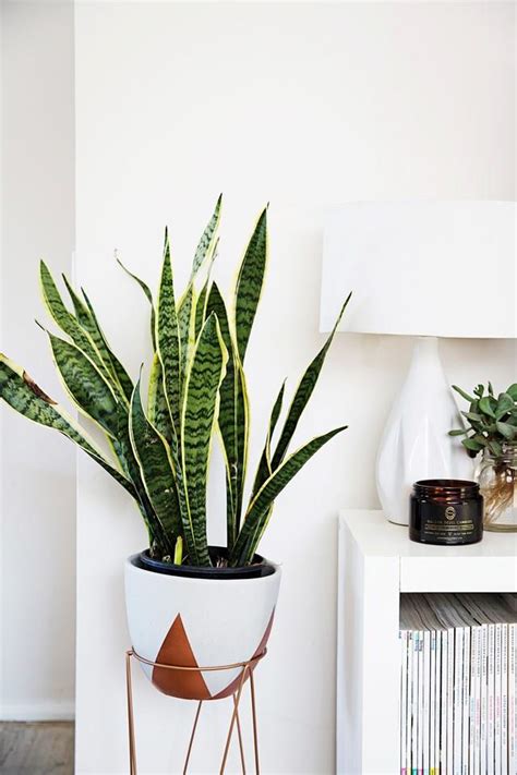 5 Low Light Indoor Plants That Are Perfect For Dimly Lit