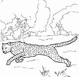 Cheetah Guepard Running Printable K5worksheets sketch template