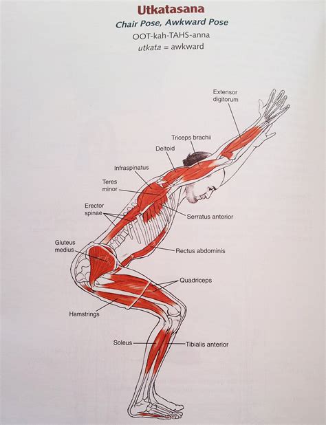 anatomy yoga background