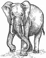 Endangered Mammals sketch template