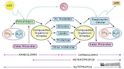 diferencia  relacion entre anabolismo  catabolismo youtube